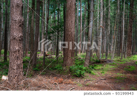 Walking trail through the dark woods of the Veluwe, Netherlands Walking trail through the dark woods of the Veluwe, Netherlands 93199943