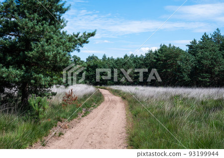 Walking trail through the heather and woods, Veluwe 93199944