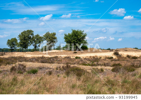 Heather and trees against blue sky at the Veluwe national park 93199945