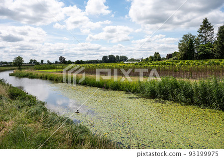 Green nature reserve with water plants at the River Mark, The Netherlands Green nature reserve with water plants at the River Mark, The Netherlands 93199975