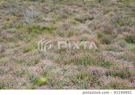 Close up of half dry grass and purple flowers at the heather of the Veluwe 93199991