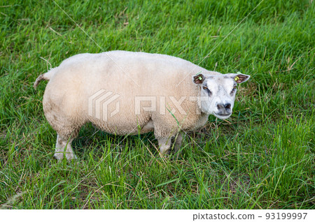 Sheep in the green meadows at the Dutch countryside 93199997