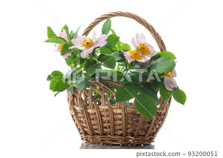 small bouquet of wild rosehip flowers on white background. small bouquet of wild rosehip flowers on white background. 93200051