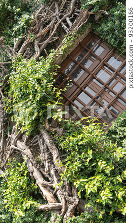 The tree wrapped around the old castle in Guimaraes, Portugal 93200166
