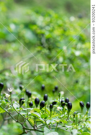 Colombian wild chili (aji chirca), usually grows in wild places in the form of a bush, cultivated mainly in South America Colombian wild chili (aji chirca), usually grows in wild places in the form of a bush, cultivated mainly in South America 93200241