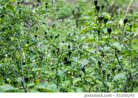 Colombian wild chili (aji chirca), usually grows in wild places in the form of a bush, cultivated mainly in South America Colombian wild chili (aji chirca), usually grows in wild places in the form of a bush, cultivated mainly in South America 93200245