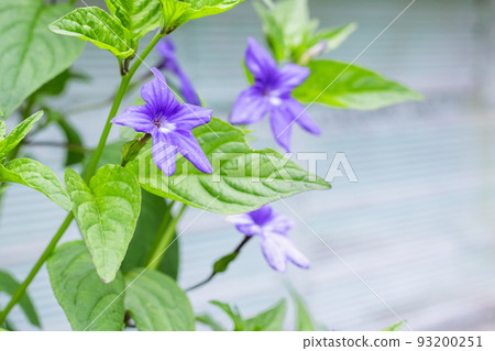 browallia, garden flower with violet petals of green leaves mainly cultivated in Central and South America 93200251