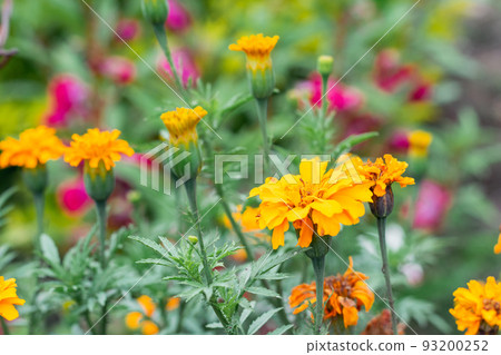 flower with yellow petals and green leaves native to Mexico, where it is found in the wild mainly flower with yellow petals and green leaves native to Mexico, where it is found in the wild mainly 93200252