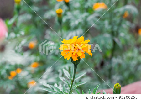 Tagetes erecta, flower with yellow petals and green leaves native to Mexico, where it is found in the wild mainly 93200253
