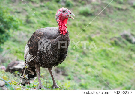 large bird posing and looking at the camera. large bird with a red head and neck. food concept large bird posing and looking at the camera. large bird with a red head and neck. food concept 93200259