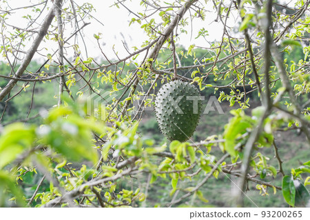 Annona muricata, soursop hanging from the tree with mite infestation. black spots on the skin of the fruit 93200265
