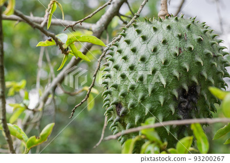 Annona muricata, soursop hanging from the tree with mite infestation. black spots on the skin of the fruit 93200267