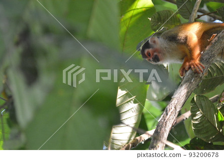 松鼠猴 松鼠猴 93200678