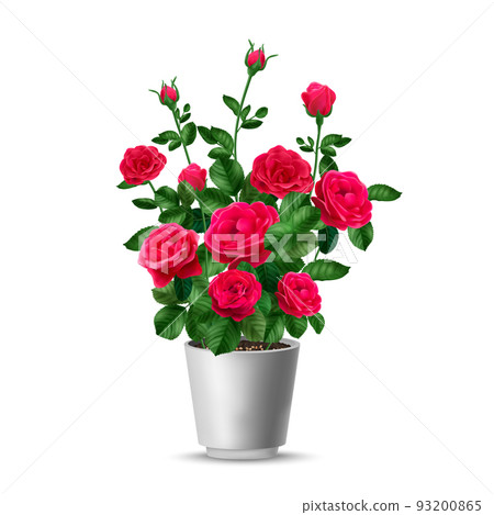 Rose Bush Pot Composition 93200865