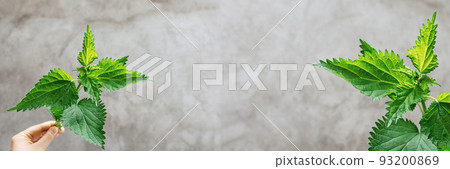 Banner made from green young bud of nettle in hand on gray background. Direct view. Medicinal plant. In traditional medicine, used as diuretic skin diseases, cough. Soft selective focus. Copy Space Banner made from green young bud of nettle in hand on gray background. Direct view. Medicinal plant. In traditional medicine, used as diuretic skin diseases, cough. Soft selective focus. Copy Space 93200869