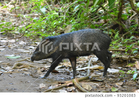 kupiwa peccary 93201083
