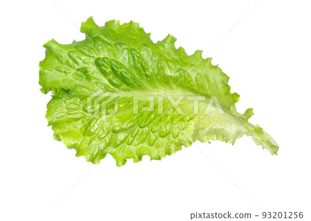 Fresh green lettuce leaves. Fresh green lettuce leaves. 93201256