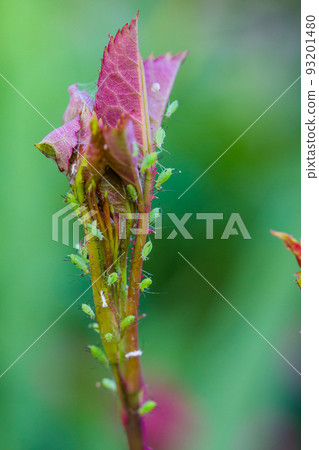 aphid on a rose, a parasite on a young shoot of a rose 93201480