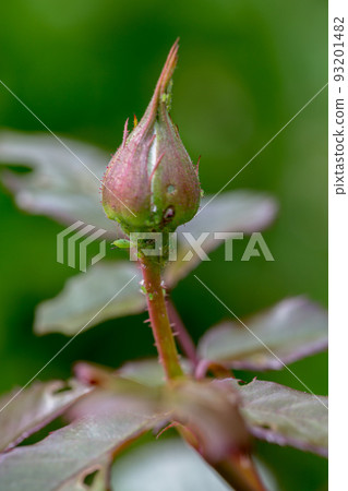 aphid on a rose, a parasite on a young shoot of a rose 93201482