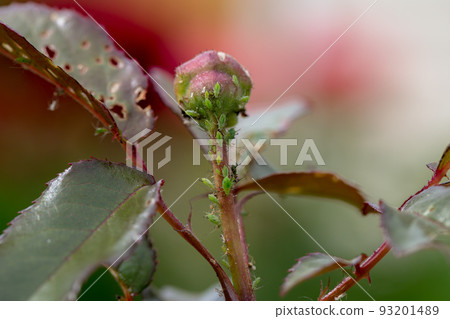 aphid on a rose, a parasite on a young shoot of a rose 93201489