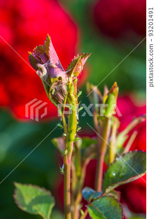 aphid on a rose, a parasite on a young shoot of a rose aphid on a rose, a parasite on a young shoot of a rose 93201491