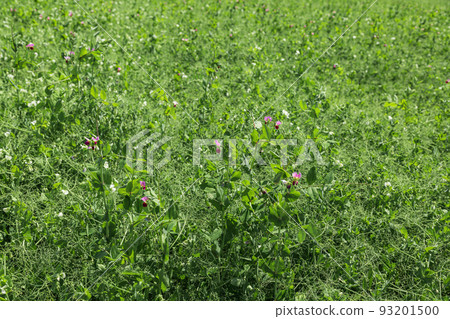pea plants during flowering with white petals, an agricultural field where green peas grow pea plants during flowering with white petals, an agricultural field where green peas grow 93201500