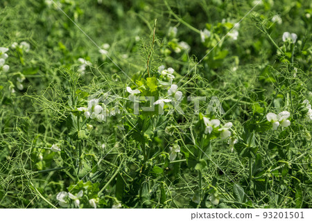 pea plants during flowering with white petals, an agricultural field where green peas grow pea plants during flowering with white petals, an agricultural field where green peas grow 93201501