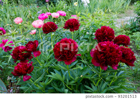Red Peony albiflora. Paeonia officinalis Command Performance in the garden 93201513