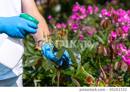 treatment in the garden of young shoots of roses from aphids, whiteflies and insect pests treatment in the garden of young shoots of roses from aphids, whiteflies and insect pests 93201532