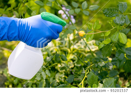 treatment in the garden of young shoots of roses from aphids, whiteflies and insect pests 93201537