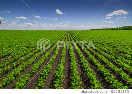 Soybean field ripening at spring season, agricultural landscape 93201570