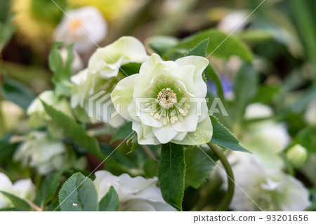 Helleborus orientalis Double Ellen White blossoms in the garden in spring 93201656