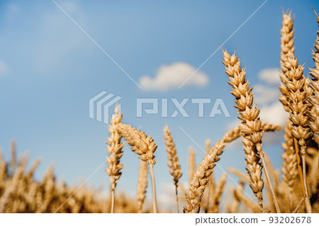 Oat florets on sunlit field full frame background Oat florets on sunlit field full frame background 93202678