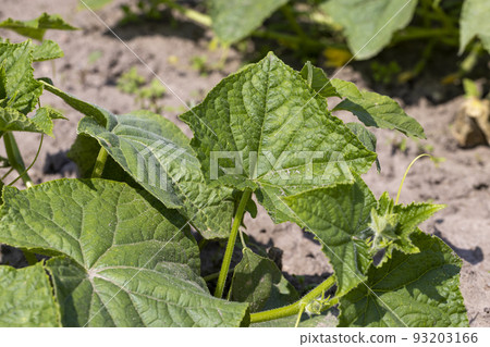green cucumbers on a flying field green cucumbers on a flying field 93203166