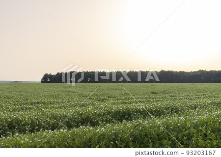 An agricultural field where green peas grow during flowering An agricultural field where green peas grow during flowering 93203167