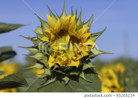 Beautiful blooming flowers sunflowers in the field Beautiful blooming flowers sunflowers in the field 93203214