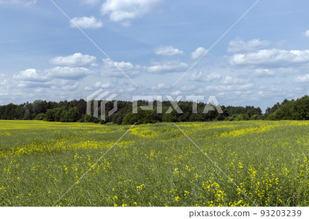 Yellow-flowering rapeseed in the summer 93203239