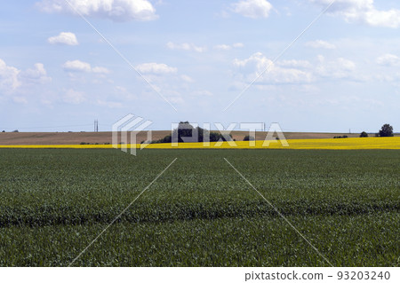 An agricultural field where green cereals grow 93203240