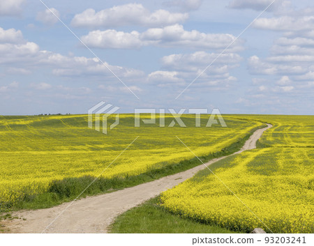 A rural dirt road in a field with plants 93203241