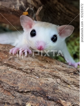 sugar glider climb on the tree 93203472