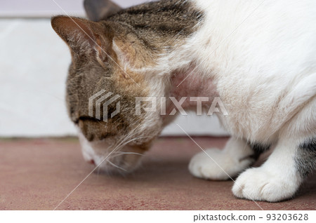 Wound on cat neck 93203628