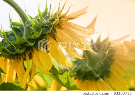 Blooming sunflower against background of a field of sunflowers on a sunny day. 93203735