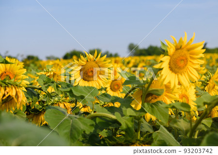 Field of blooming yellow sunflowers in Ukraine. 93203742