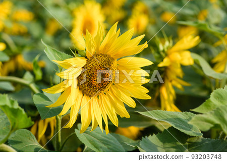 Blooming sunflower against background of a field of sunflowers on a sunny day. Blooming sunflower against background of a field of sunflowers on a sunny day. 93203748