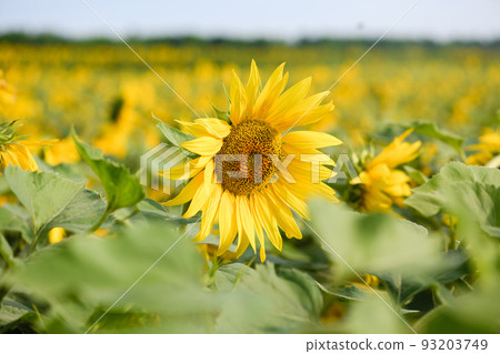 Blooming sunflower against background of a field of sunflowers on a sunny day. 93203749