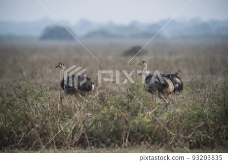 Greater Rhea with chicks, Rhea americana, Pantanal,Brazil 93203835