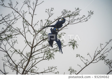 Hyacinth Macaw couple mating,Pantanal Forest, Brazil Hyacinth Macaw couple mating,Pantanal Forest, Brazil 93204082