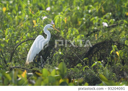 Great White Egret in forest environment, Pantanal,Brazil Great White Egret in forest environment, Pantanal,Brazil 93204091
