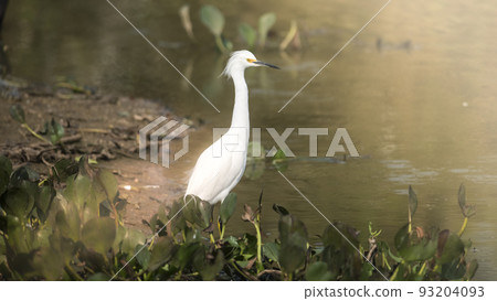 Snowy Egret in wetland environment, Pantanal,Brazil Snowy Egret in wetland environment, Pantanal,Brazil 93204093