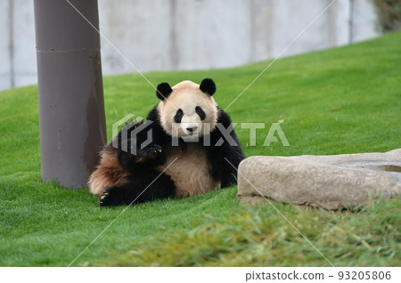 綾濱注視著我 綾濱注視著我 93205806